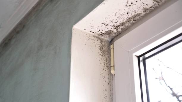 Best Black Mold Removal  in Bethlehem, PA