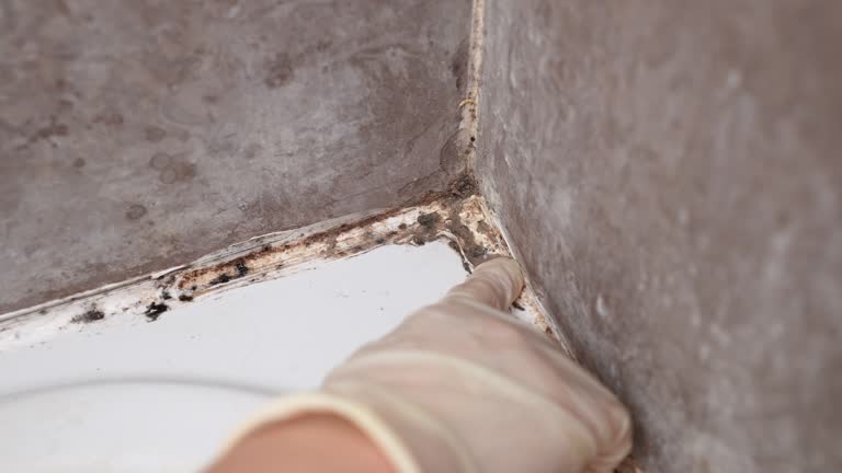 Best Mold Damage Restoration  in Bethlehem, PA